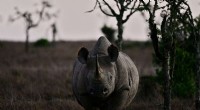 World Bank Bond Funds Rhino Conservation in South Africa
