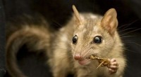Quoll Diet: Disturbing Evidence of Australian Quolls Feeding on Human Remains