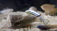 Deep-Sea Cone Snail Venom Yields Novel Pain-Relieving Compound