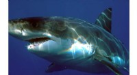 Uncovering Shark Social Behavior: New Research on Great White Sharks