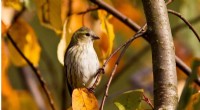 Extreme Heat Impacts Forest Birds More Than Urban Birds - New Study