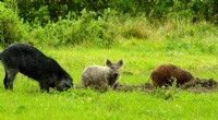 Feral Swine & Anthrax Risk: New Research Identifies High-Risk Zones