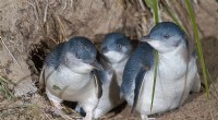 Fungus Offers Potential Solution to Sea Spurge Threatening Little Penguin Habitats