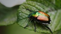 Evolution of Beetles: New Research Reveals Peak Prolificacy Period