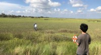Beneficial Bacteria Fuel Salt Marsh Grass Growth in Georgia