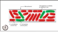 Bacterial Lane Formation: Insights into Population Organization