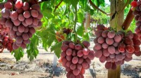 New Grape Varieties Developed: Sugrasixty & Sugrafiftytwo - Flavor & Growing Innovation