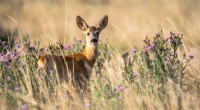White-Tailed Deer Transmission of SARS-CoV-2: A New Study