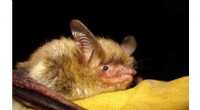 Northern Long-Eared Bat Endangered Species Listing Proposed - USFWS