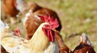 Sustainable Chicken Feed: Consumers Open to Insect & Algae-Based Options