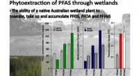 Wetland Plants Offer Sustainable PFAS Removal & Water Filtration