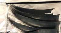 Whale Baleen Analysis: Unlocking Environmental History
