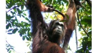 Orangutan Vocalizations: How Social Groups Shape Ape Communication