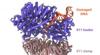 911 Clamp: Cryo-EM Reveals How It Repairs Damaged DNA
