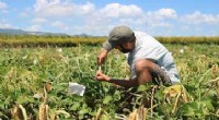 Cowpea Leaf Width & Biomass: A Collaborative Research Study