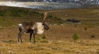 Caribou Migration: Genes Evolved During the Last Ice Age Drive Movement