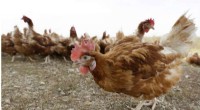 Iowa Bird Flu Outbreak: 5.3 Million Chickens Culling