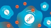 New Cell Death Mechanism Linked to Copper Discovered by Scientists