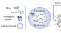 New Research Sheds Light on the Origins of Life: RNA Mutation Study