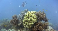 Great Barrier Reef Bleaching: Update on Coral Damage and Recovery Efforts