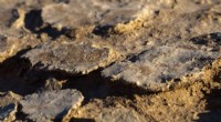 Drought-Stressed Biological Crusts Can Still Stabilize Soils - Research