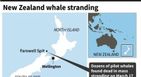 Whale Stranding in New Zealand: 29 Pilot Whales Die at Farewell Spit