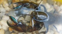 Yabbies: Understanding Australia s Common Crayfish