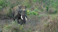 Stress and Social Behavior in Asian Elephants: A New Study
