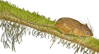 Rare New Rice Rat Species Discovered in Ecuador - Mindomys kutuku