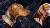 Dog Aging: Quantity of Gene Changes, Not Quality, Drives Aging Process