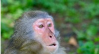 Do Animals Feel? Cognitive Biologists Advocate for Ethical Consideration