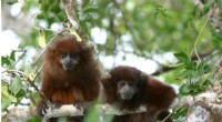 Bolivian Titi Monkeys Adapt to Habitat Fragmentation Through Dietary Changes & Reduced Activity