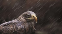 Lead Poisoning Threatens European Bird of Prey Populations: A New Study