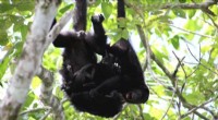 Howler Monkeys Use Play to Manage Group Conflict | Animal Behavior Research
