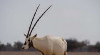 Decoding the Arabian Oryx: A New Hope for Conservation