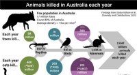 Foxes: Australia s Hidden Wildlife Threat - 300 Million Native Animals Killed Annually