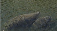 Florida Manatee Feeding Program Concludes as Water Temperatures Rise