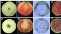 Hormonal Control of Seedless Fruit Development in Horticultural Crops