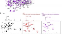 βarr1 Conformational Changes Upon β2V2R Binding: A Structural Analysis