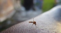 California s Genetically Modified Mosquito Release: Benefits & Concerns