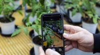 Doctor X Nabat: AI-Powered Plant Disease & Pest Detection