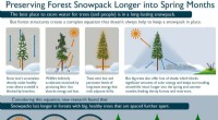 How Old-Growth Trees Protect Water Supplies & Forests