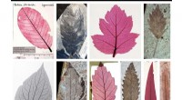Leaf Identification: Explore a Comprehensive Visual Library of Modern & Fossil Leaves