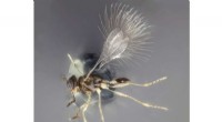 Rare Menehune Wasp Species Discovered at UH Manoa