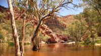 Trees and Floods: Resilience and Vulnerability of River Red Gums