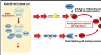 Olig2 Binding Protein: Key to Central Nervous System Development