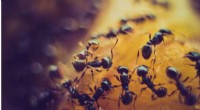 Ant Colonies: How Social Behavior Helps Them Adapt to Climate Change