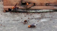 Asian Giant Hornet Pheromones: Research Insights on Invasive Species