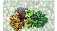 Bacterial Protein MutS2 Rescues Stalled Ribosomes – A Key to Protein Synthesis