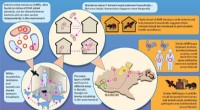 Understanding Pathogen Transmission in Urban Environments: A New Model